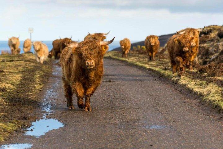 Tour privato Highlands + Glencoe + Loch Ness