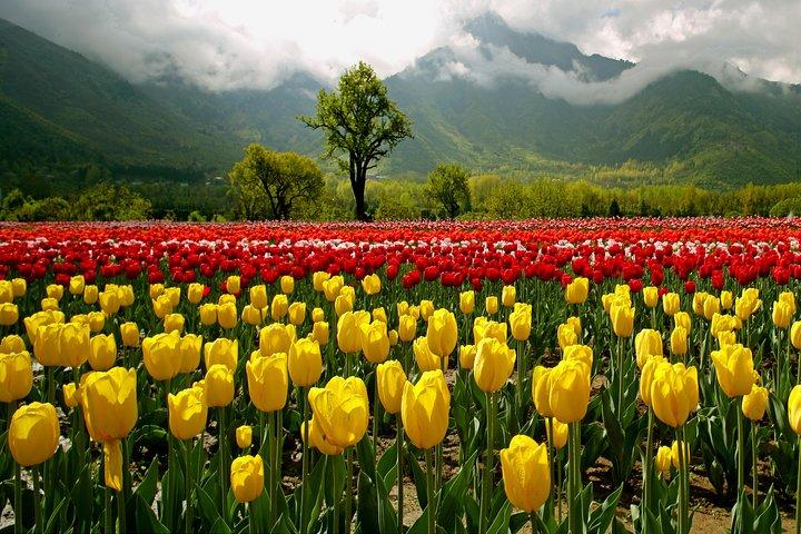 Kashmir Tulip Festival