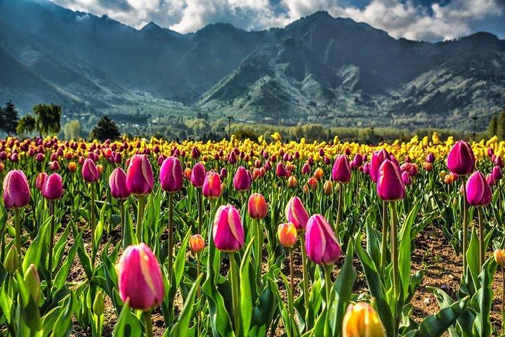 Kashmir Tulip Festival