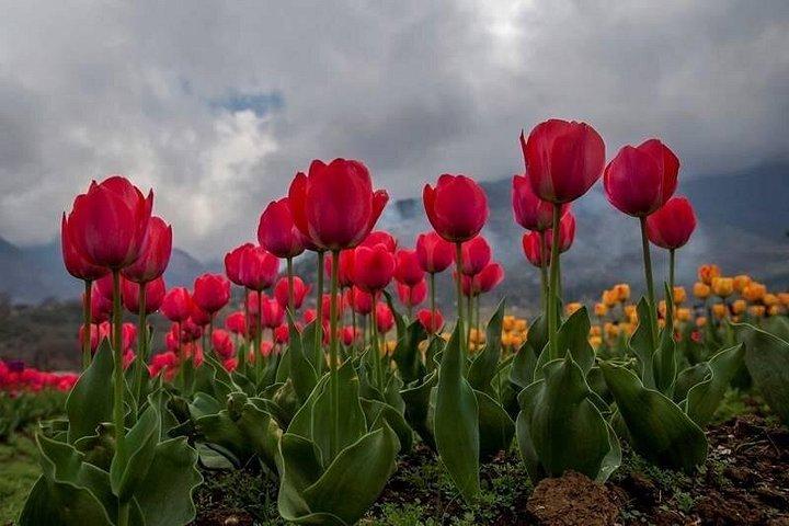 Kashmir Tulip Festival
