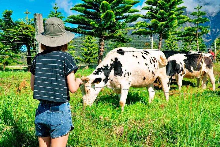2d1n Kinabalu Park & Poring Canopy Walk & Desa Cow Farm Tour