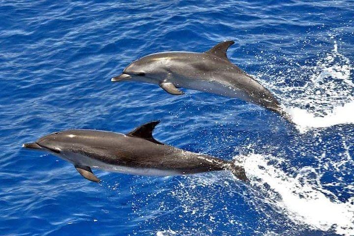 Hvalsafari i Puerto de Mogán (båd "KEEPER UNO")