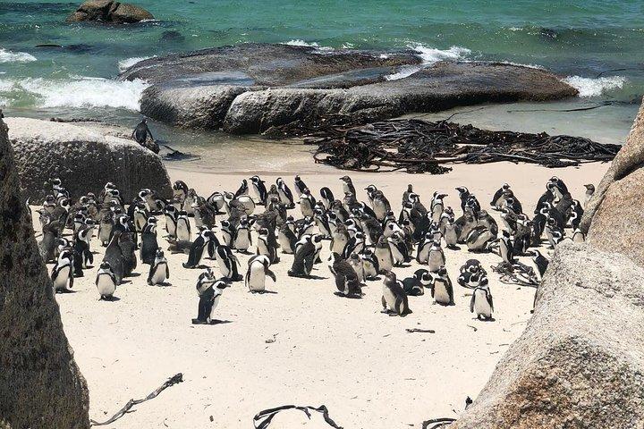 Visite privée de la péninsule du Cap