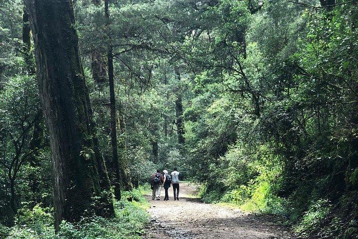 ETHIOPIA BIRDWATCHING— 10 Days