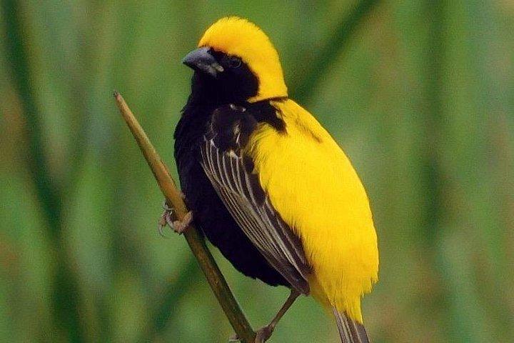 ETHIOPIA BIRDWATCHING— 10 Days