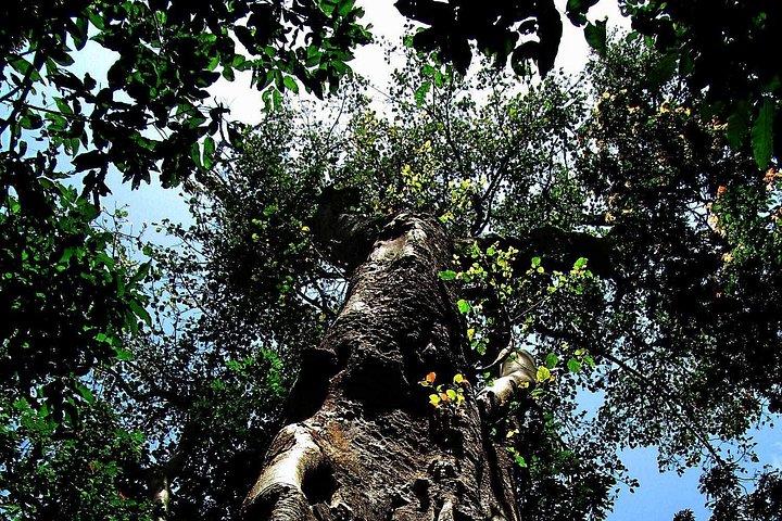 ETHIOPIA BIRDWATCHING— 10 Days