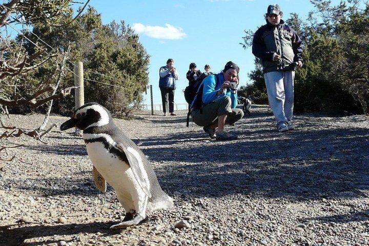 PUERTO MADRYN: Punta Tombo und Wanderung in der größten Pinguinkolonie Südamerikas