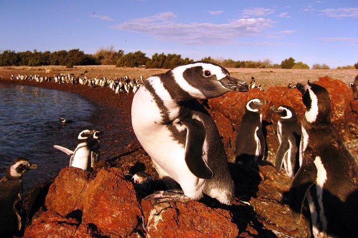 PUERTO MADRYN: Punta Tombo und Wanderung in der größten Pinguinkolonie Südamerikas