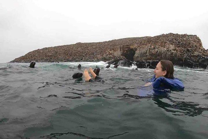 Swimming with Sea Lions in Lima