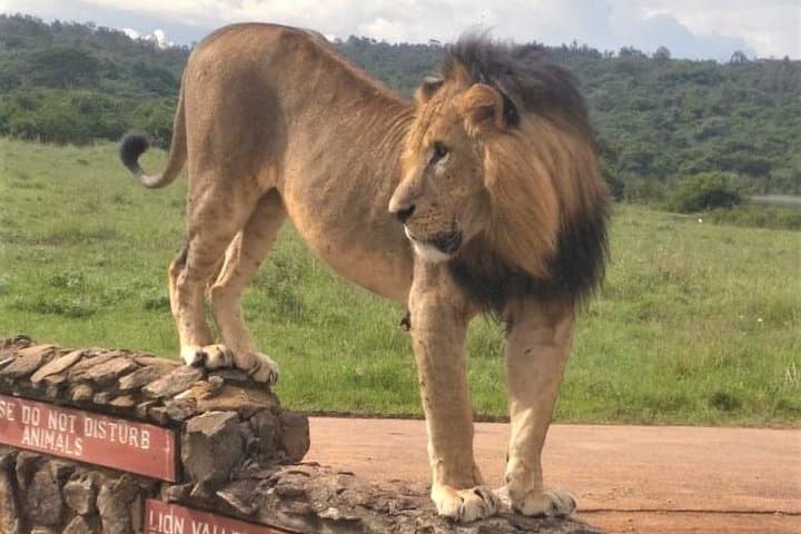 Nairobi National Park game drive. Free Airport pick / drop off.