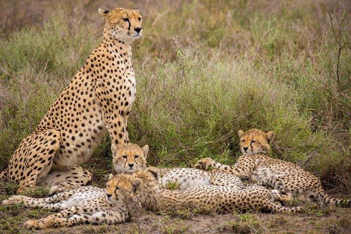 3 giorni Samburu Big Five