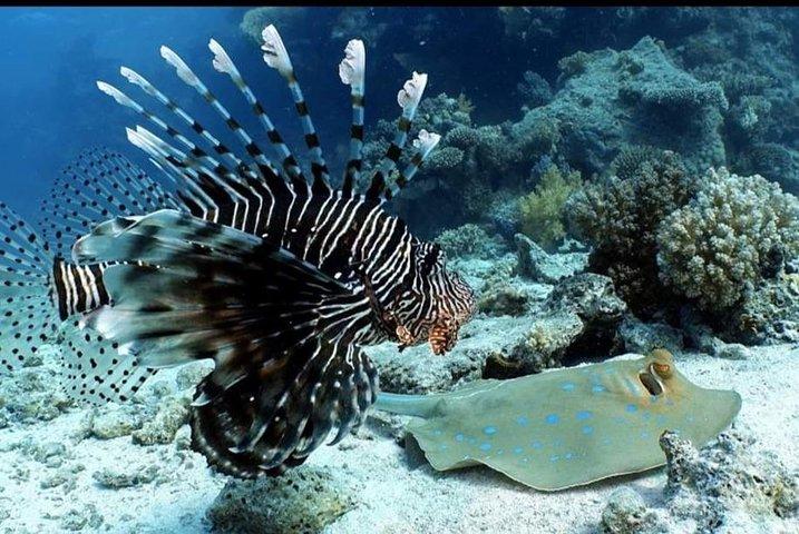 Aquatic Wonderland: Discover Meso's Magic"
