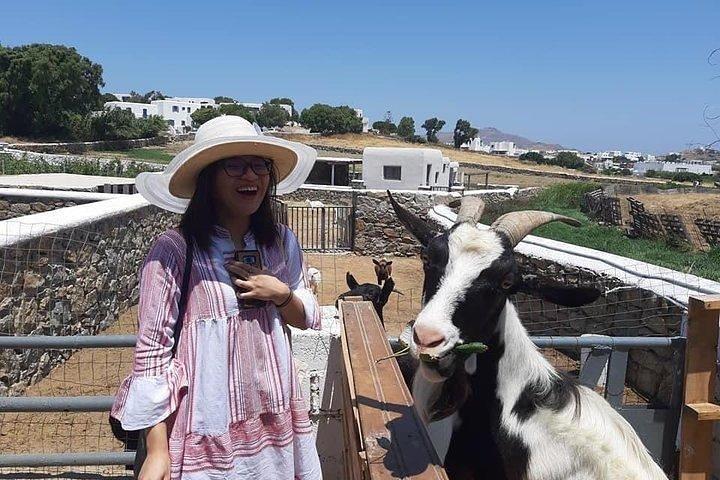 Visitez la ferme mykonienne à Mykonos