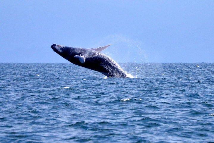 Observação de baleias em Samana + Cayo Levantado + Cachoeiras de Limon dos hotéis de Punta Cana