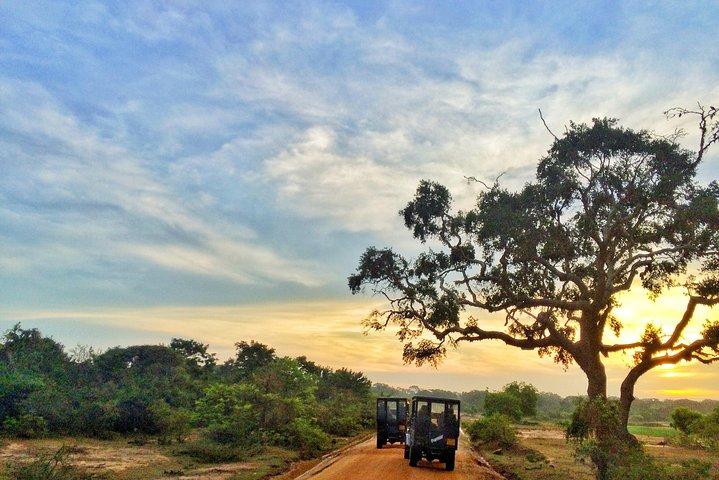 Half Day Safari i Yala National Park med frokost fra Ella / Bandarawela