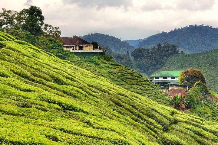 Excursion d'une journée fascinante dans les Cameron Highlands