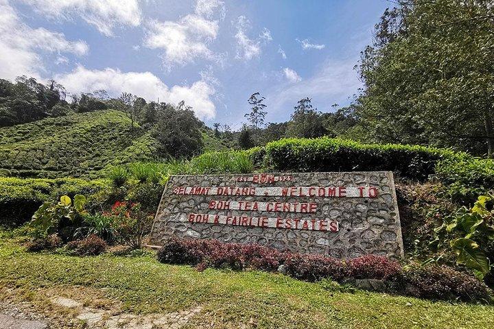 Excursion d'une journée fascinante dans les Cameron Highlands