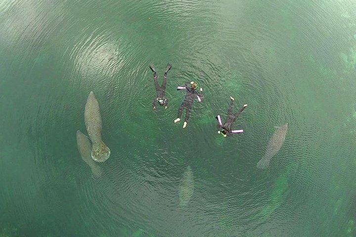 Swim With Manatees In Crystal River, Florida