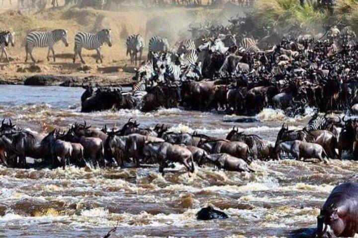 8 dage Great Wildebeest Migration - Mara River Crossing