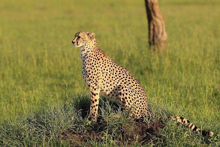 3 días Tarangire, Lago Manyara y Ngorongoro