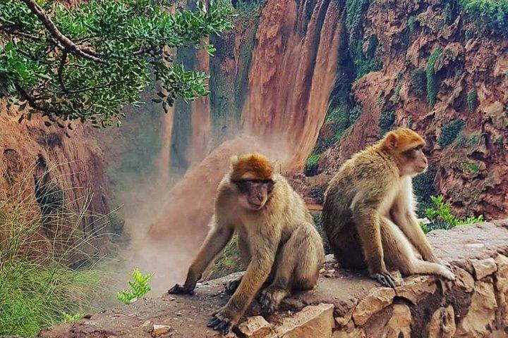 The Ouzoud Waterfalls: Day Trip from Marrakech