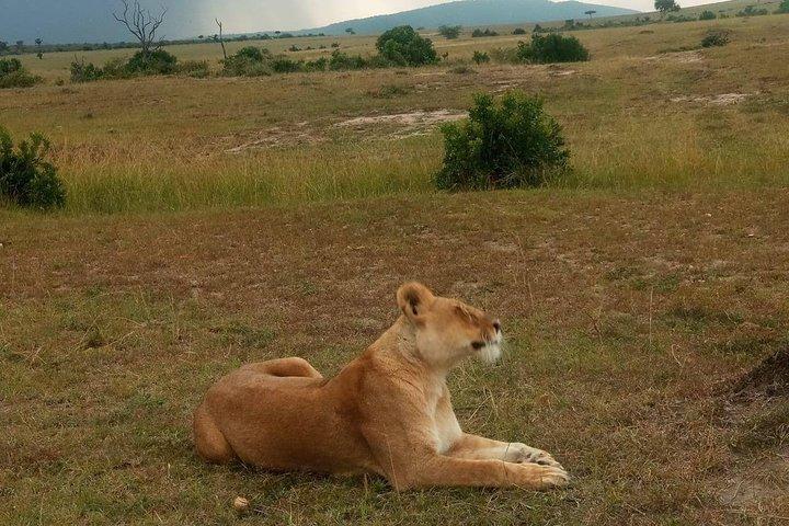 7 jours de safari guidé au Kenya