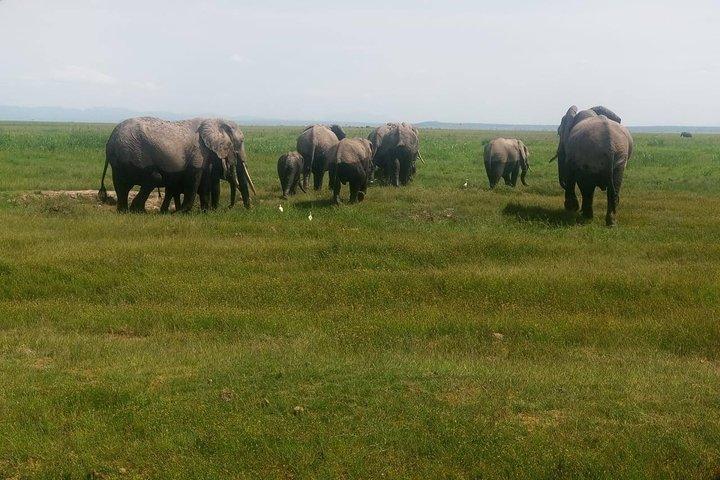 7 jours de safari guidé au Kenya