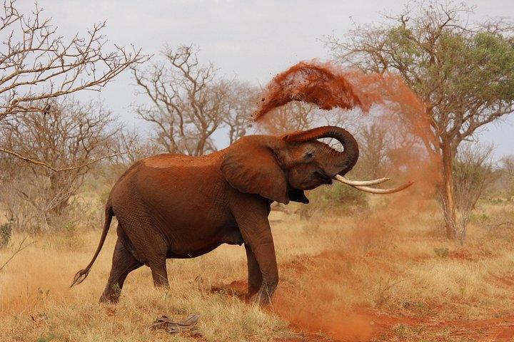 2 Tage Tsavo West Safari Abenteuer Nairobi Kenia !