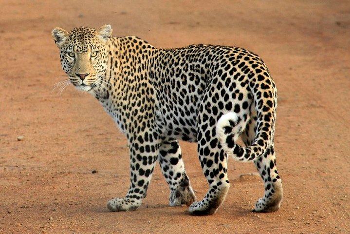 2 dagar Tsavo West Safari äventyr Nairobi Kenya !