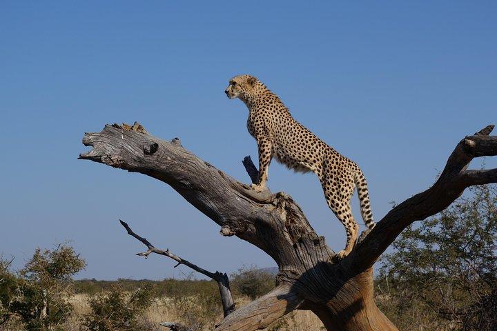 2 dagar Tsavo West Safari äventyr Nairobi Kenya !