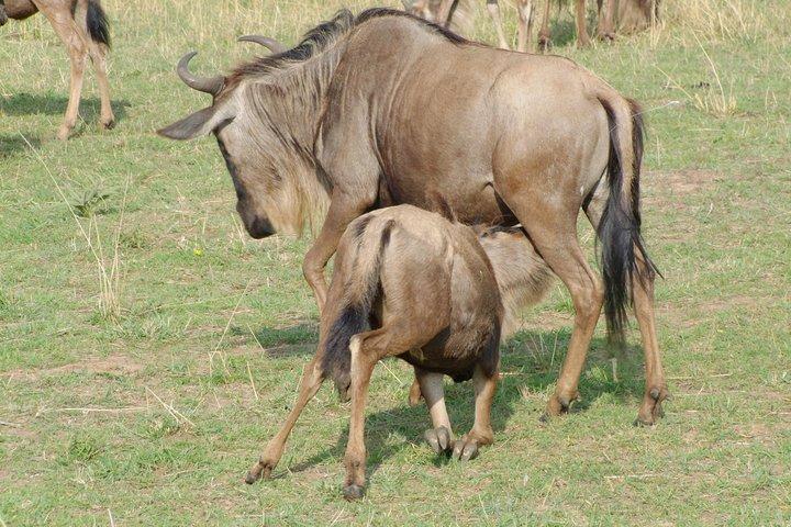 6 Tage Kenia Allround Safari