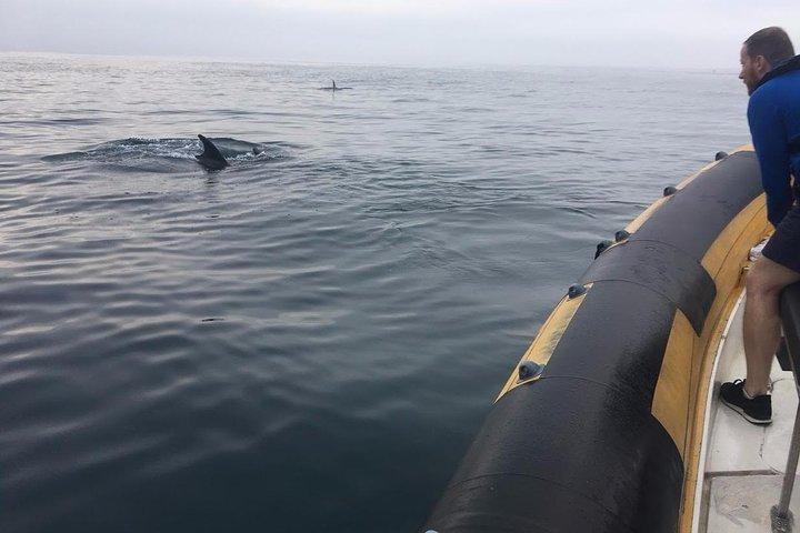 Ruta de los delfines