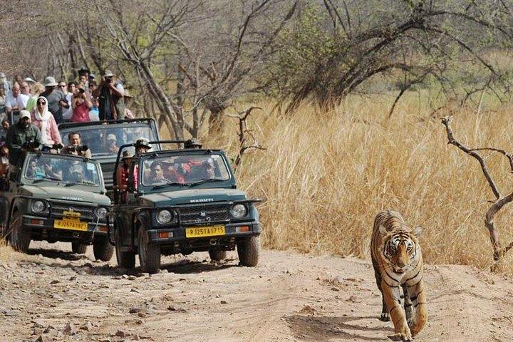 Day Trip to Ranthambore Tiger Reserve from Jaipur