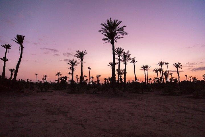 Sunset Camel Ride nei palmeti di Marrakech