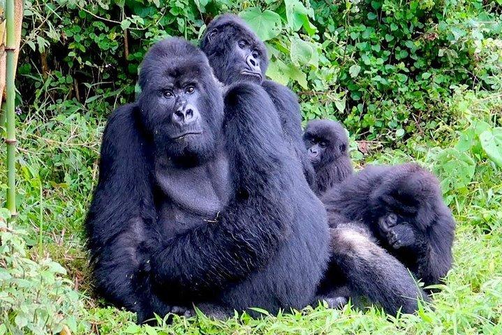 Trek de três dias com gorila e macaco dourado