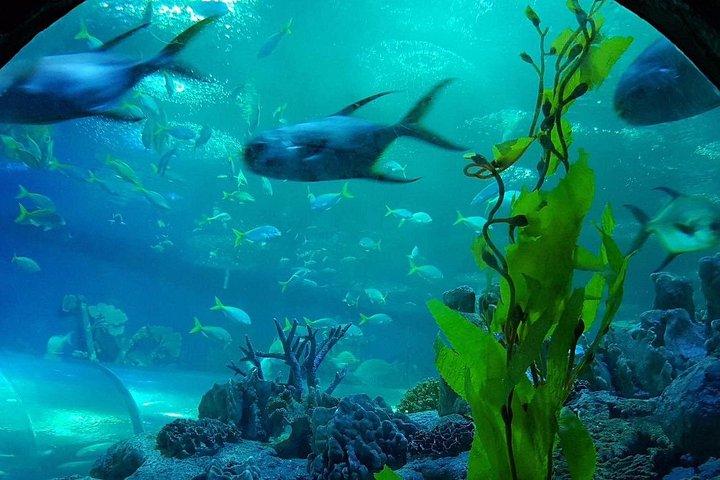 パタヤ アンダーウォーター ワールド - 海の宝物を発見