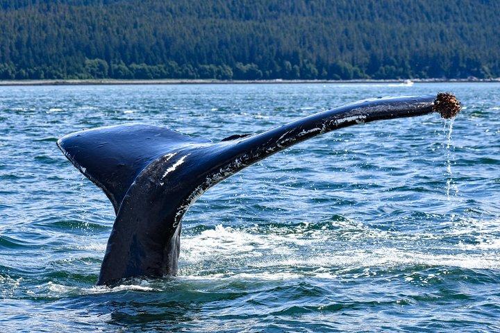 Juneau Lighthouse Tours - Observation des baleines & Lighthouse Combo