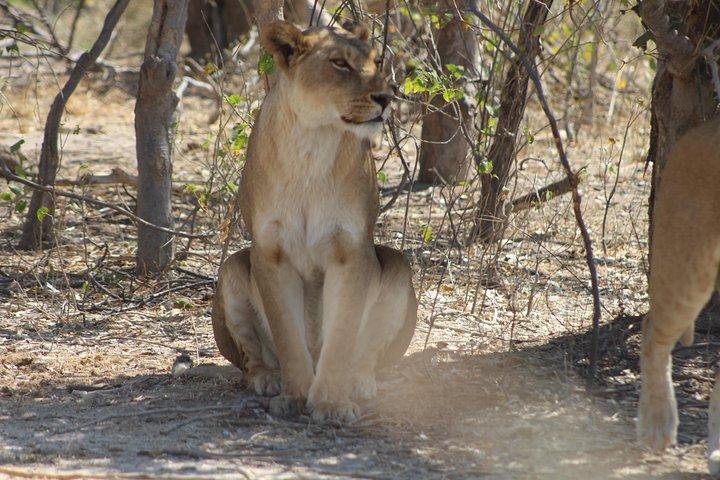 Moremi One Day Game Safari Safari