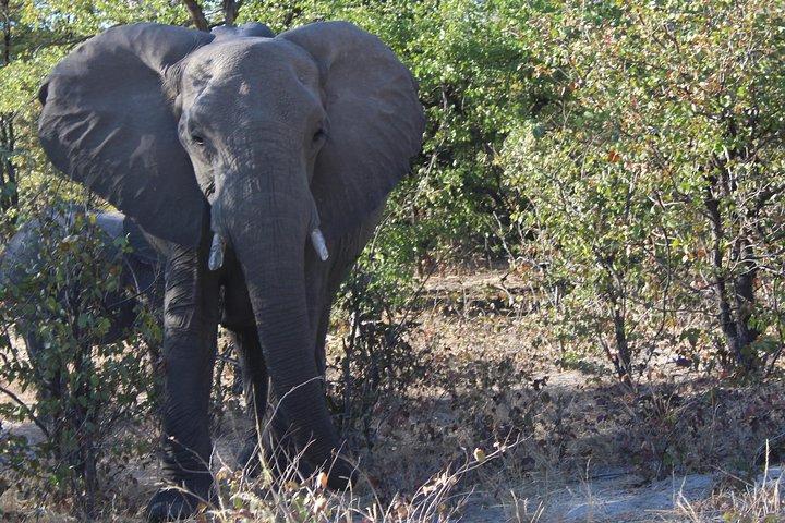 Moremi One Day Game Safari Safari