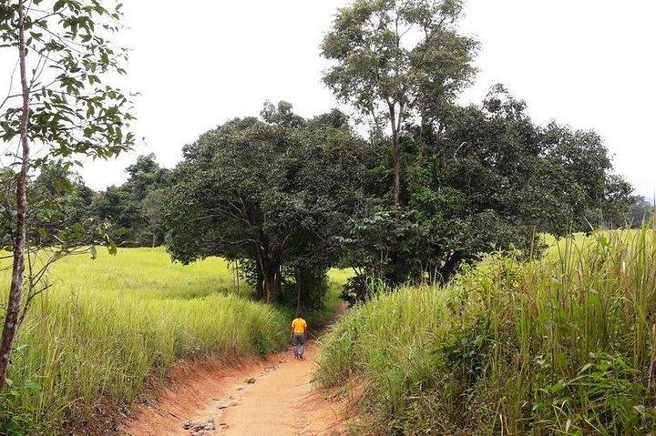 Khao Yai National Park Jungle Trekking Day Trip Från Bangkok