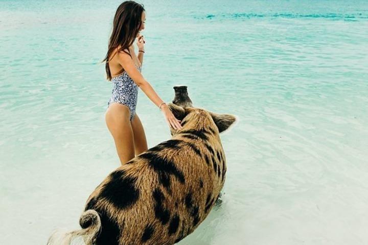 Exuma エリート エスケープ : 豪華なフライイン ピッグ ビーチ アドベンチャー - 7 つの停留所