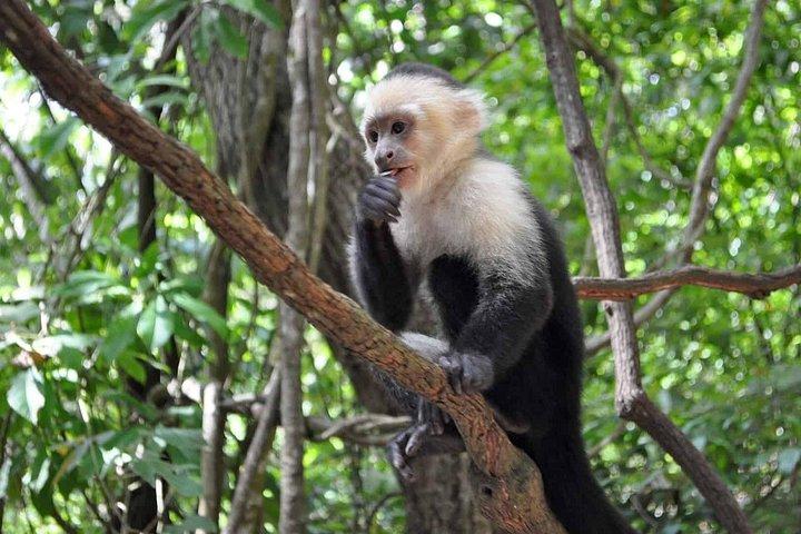 Roatan Excursion: Beach Break/ Plus Sloth Park and Snorkel Adventure