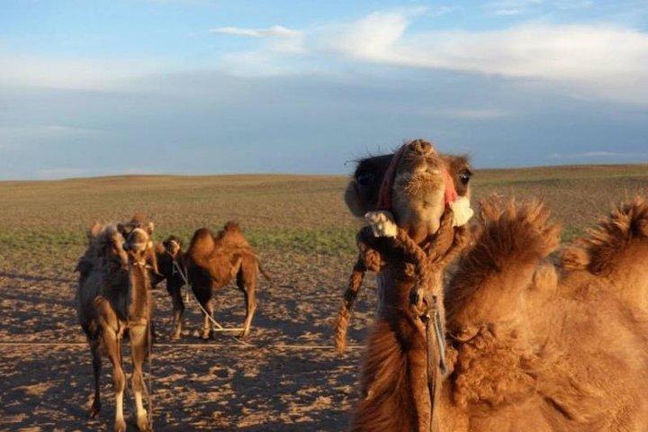 7 días Mongolia central y Gran Gobi