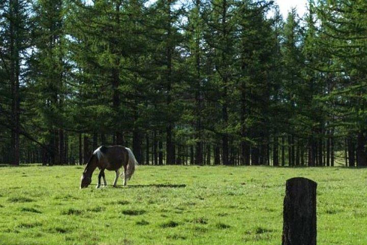 2 dage Terelj nationalpark med ridning