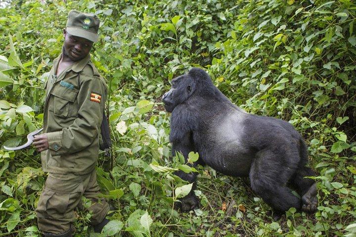 3 dias de gorila trekking no parque nacional de Bwindi
