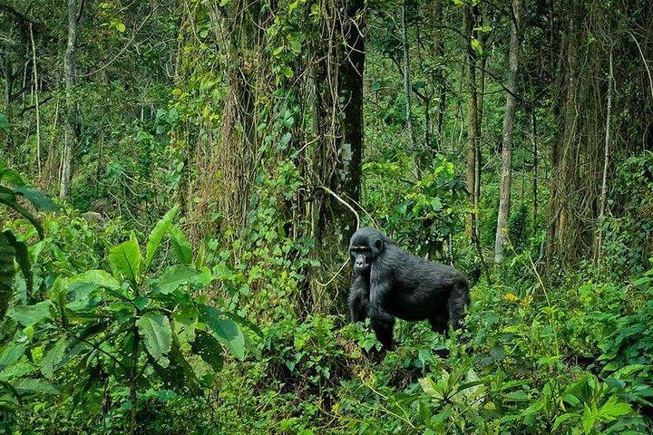 5 dias Safari de Kigali, Kampala, Entebbe e Gorilla