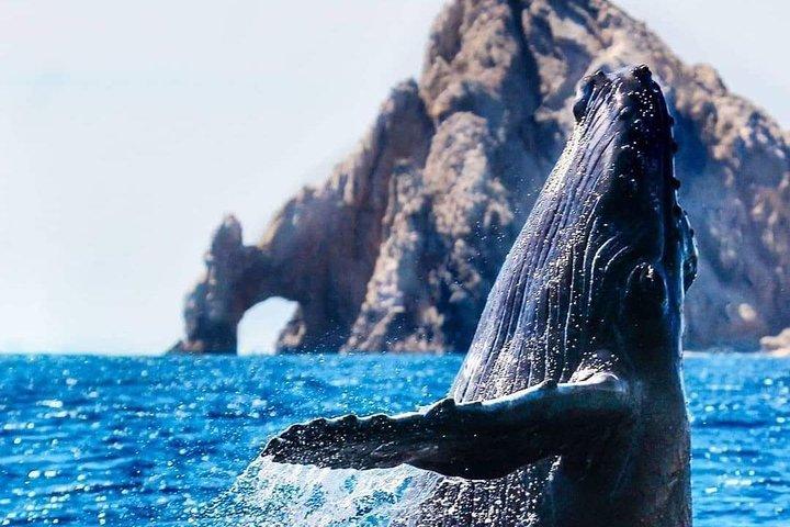 Whale Watching Tour in Los Cabos
