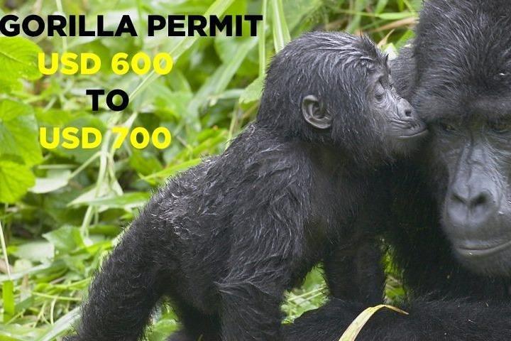3-dages Gorilla-vandring i Bwindi National Park