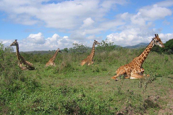 Arusha National Park Day Tour med Walking Safari & Kano