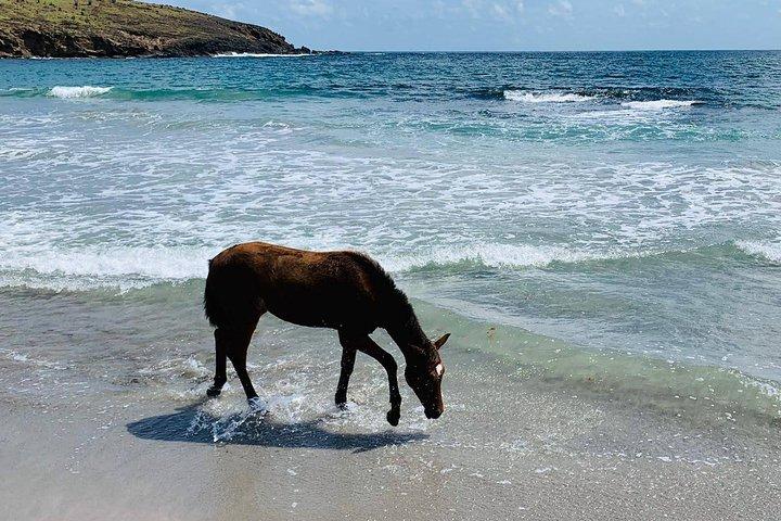 Privat strandridning med Sandy Hoofs St Lucia